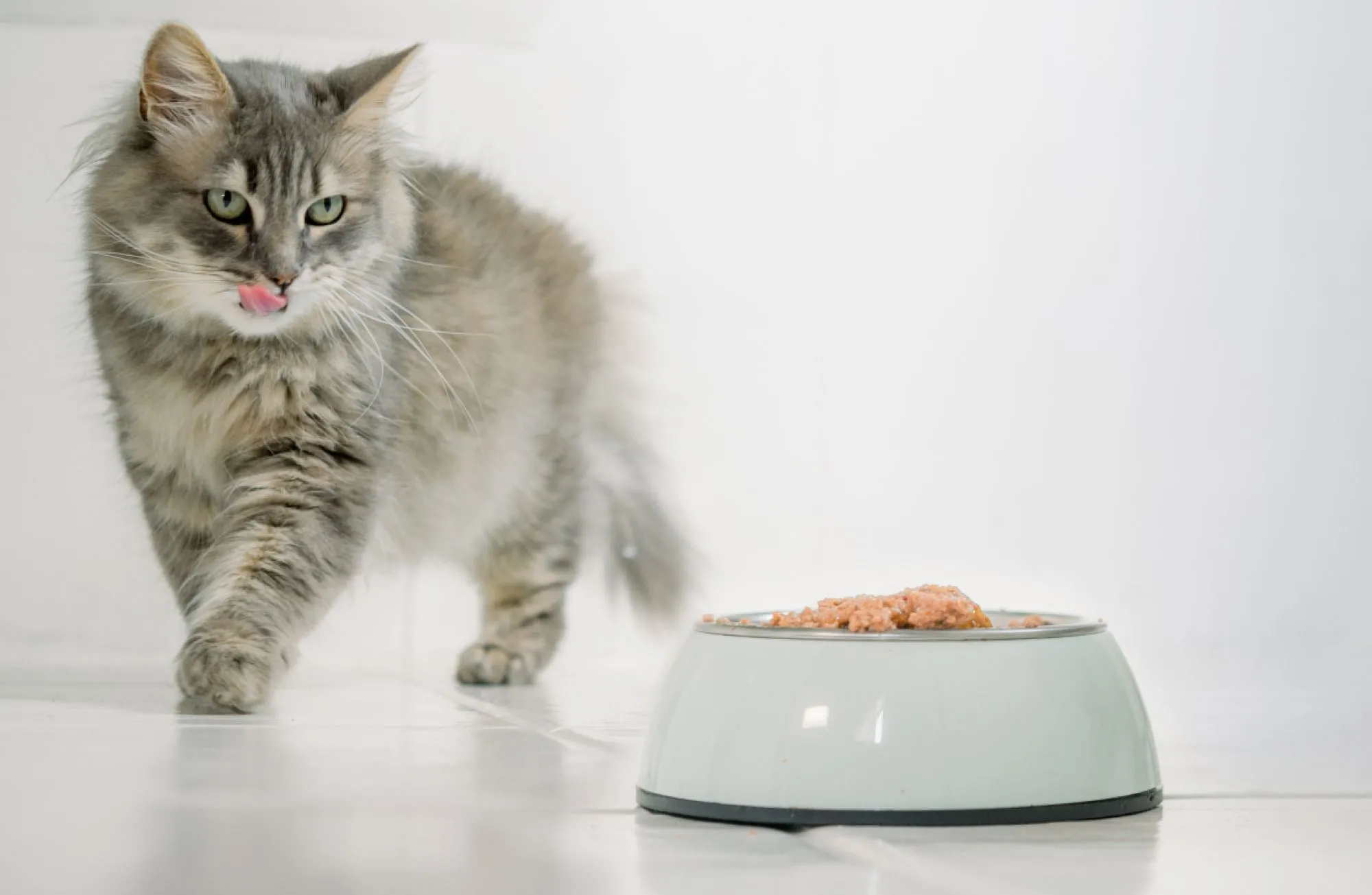 Teeling Petfood